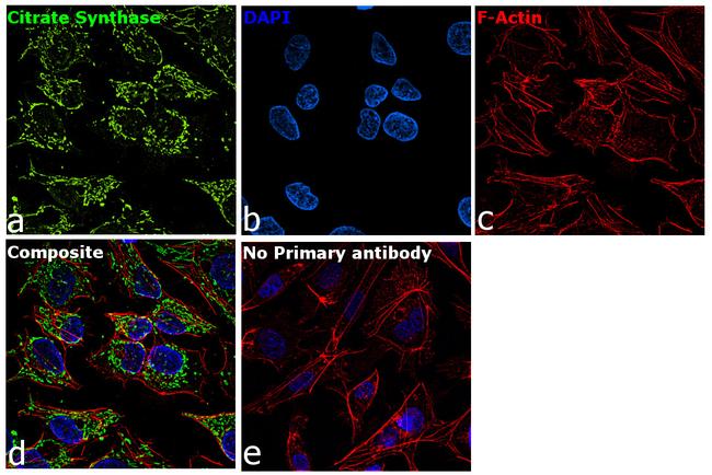 Citrate Synthase Antibody in Immunocytochemistry (ICC/IF)