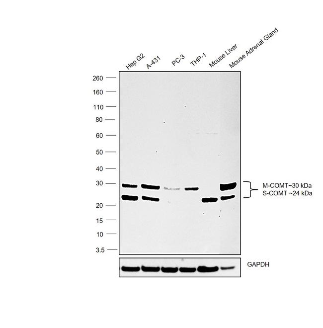 COMT Antibody in Western Blot (WB)