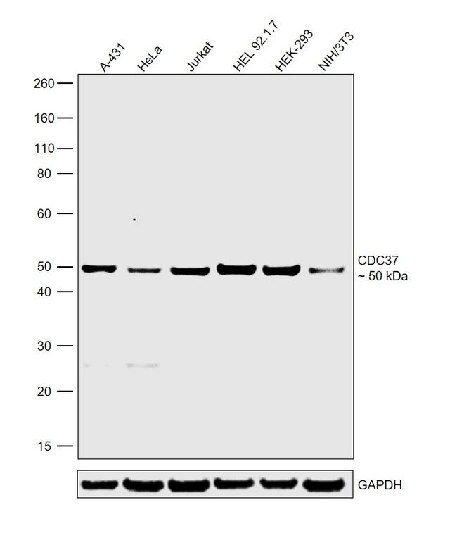 CDC37 Antibody in Western Blot (WB)