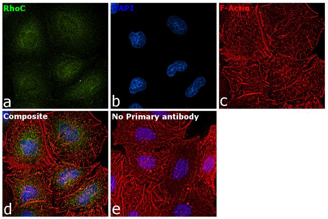 RhoC Antibody in Immunocytochemistry (ICC/IF)