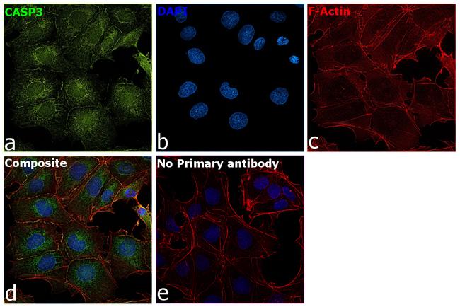 Caspase 3 Antibody in Immunocytochemistry (ICC/IF)