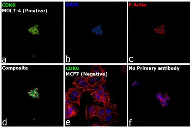 CDK6 Antibody in Immunocytochemistry (ICC/IF)