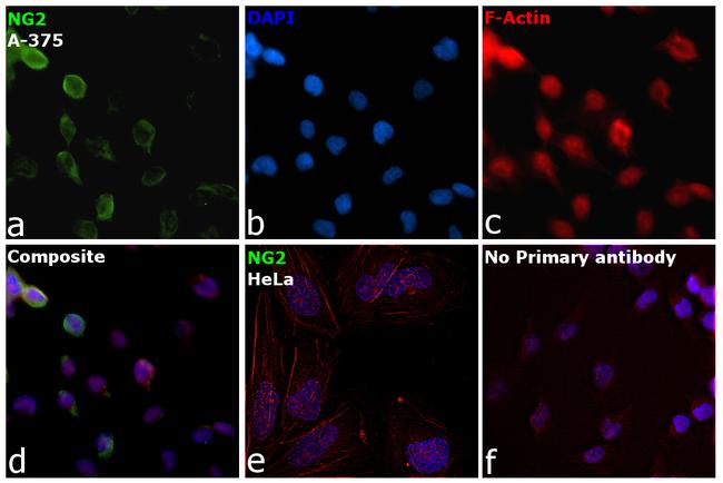 NG2 Antibody in Immunocytochemistry (ICC/IF)