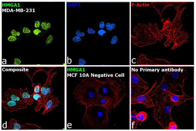 HMGA1 Antibody in Immunocytochemistry (ICC/IF)