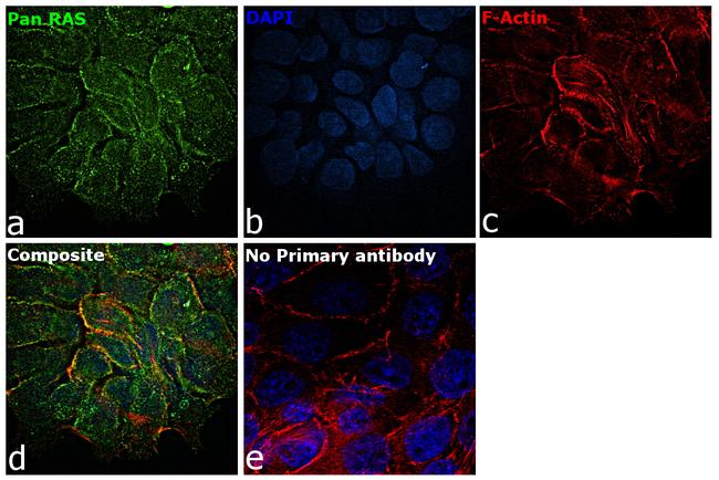 Pan Ras Antibody in Immunocytochemistry (ICC/IF)