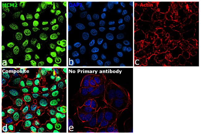 MCM2 Antibody in Immunocytochemistry (ICC/IF)