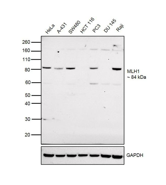 MLH1 Antibody in Western Blot (WB)