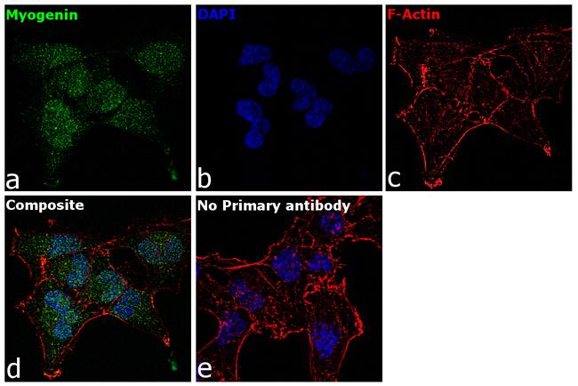 Myogenin Antibody in Immunocytochemistry (ICC/IF)