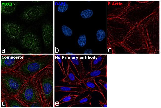 YBX1 Antibody in Immunocytochemistry (ICC/IF)