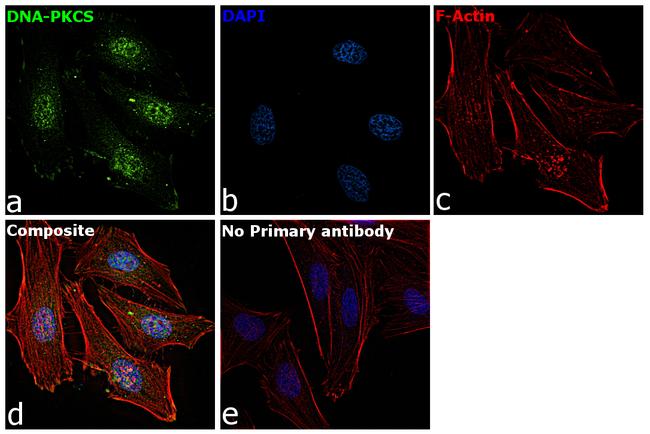 Phospho-DNA-PK (Ser2056) Antibody in Immunocytochemistry (ICC/IF)