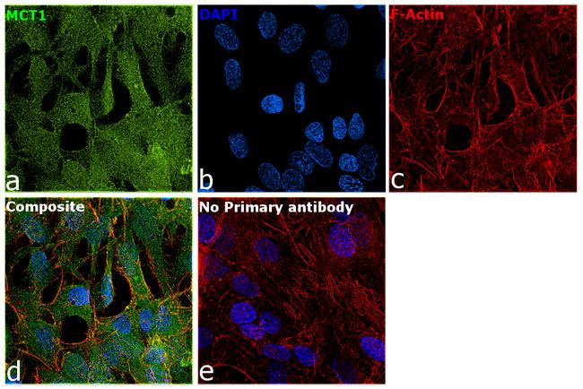 MCT1 Antibody in Immunocytochemistry (ICC/IF)