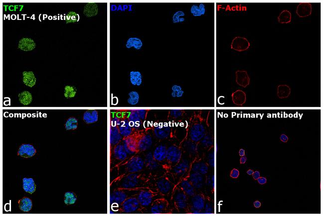 TCF7 Antibody in Immunocytochemistry (ICC/IF)