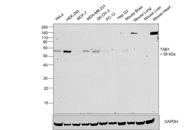 TAB1 Antibody in Western Blot (WB)