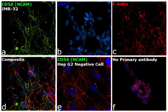 CD56 (NCAM) Antibody in Immunocytochemistry (ICC/IF)