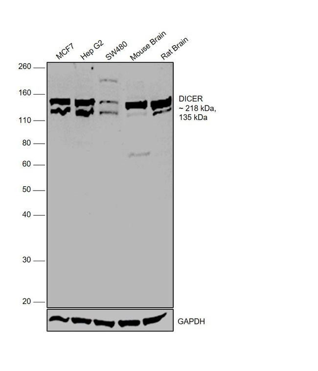 Dicer Antibody in Western Blot (WB)