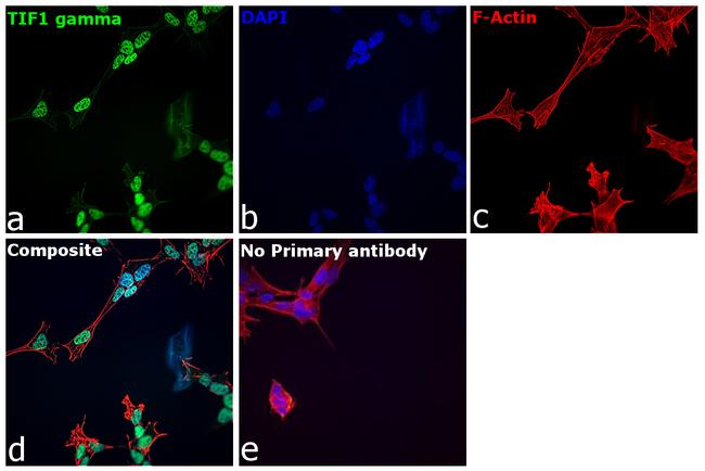 TIF1 gamma Antibody in Immunocytochemistry (ICC/IF)