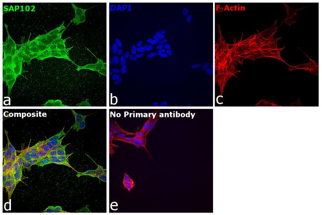 SAP102 Antibody in Immunocytochemistry (ICC/IF)