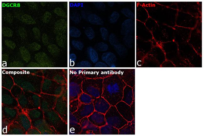 DGCR8 Antibody in Immunocytochemistry (ICC/IF)