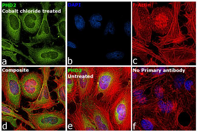 PHD2 Antibody in Immunocytochemistry (ICC/IF)