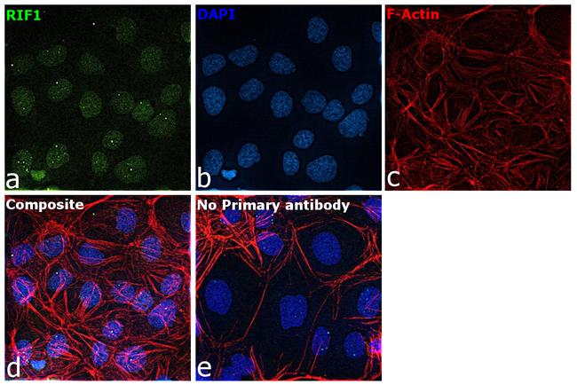 RIF1 Antibody in Immunocytochemistry (ICC/IF)