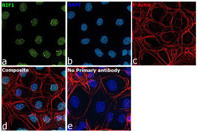 RIF1 Antibody in Immunocytochemistry (ICC/IF)