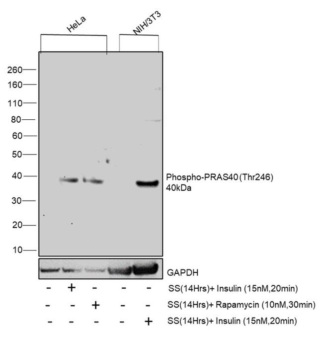 Phospho-PRAS40 (Ser183) Antibody in Western Blot (WB)