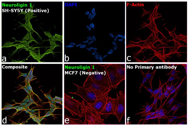 NLGN1 Antibody in Immunocytochemistry (ICC/IF)