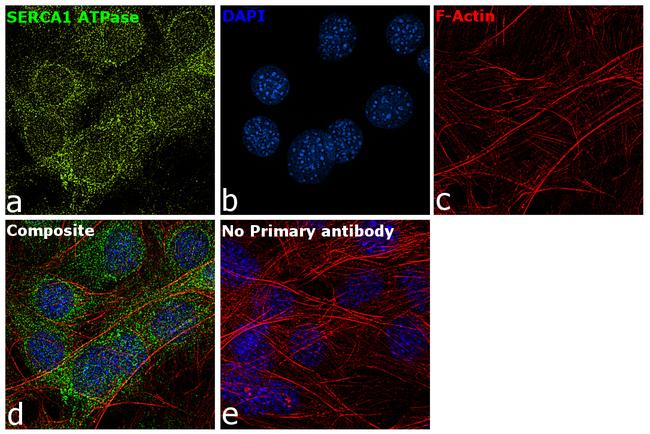 SERCA1 ATPase Antibody in Immunocytochemistry (ICC/IF)