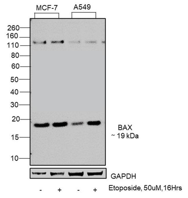 Bax Antibody in Western Blot (WB)