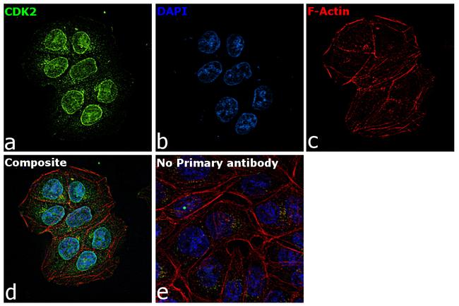 CDK2 Antibody in Immunocytochemistry (ICC/IF)