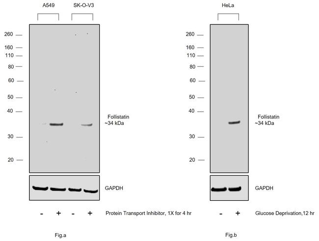 Follistatin Antibody in Western Blot (WB)