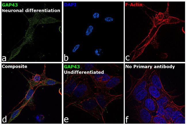 GAP43 Antibody in Immunocytochemistry (ICC/IF)