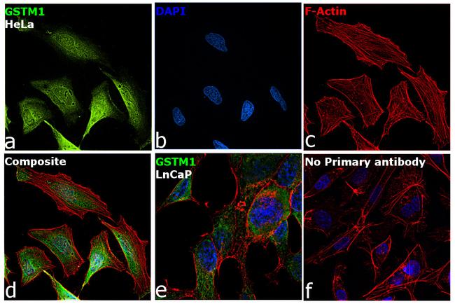 GSTM1 Antibody in Immunocytochemistry (ICC/IF)