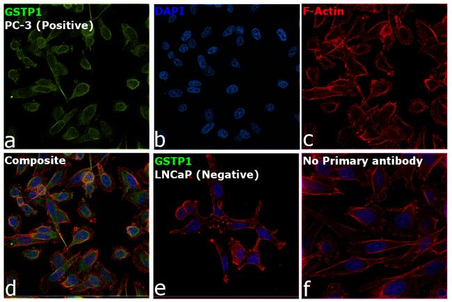 GSTP1 Antibody in Immunocytochemistry (ICC/IF)