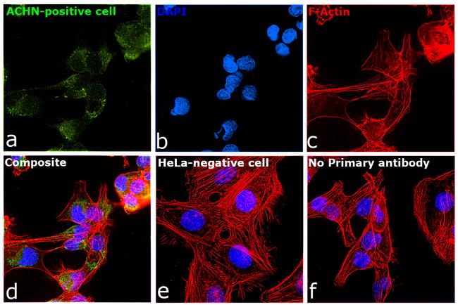 KIM-1 Antibody in Immunocytochemistry (ICC/IF)