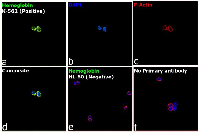 Hemoglobin alpha Antibody in Immunocytochemistry (ICC/IF)