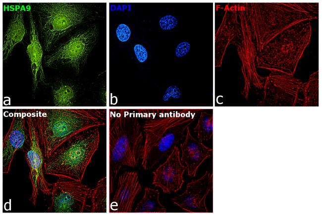 HSPA9 Antibody in Immunocytochemistry (ICC/IF)