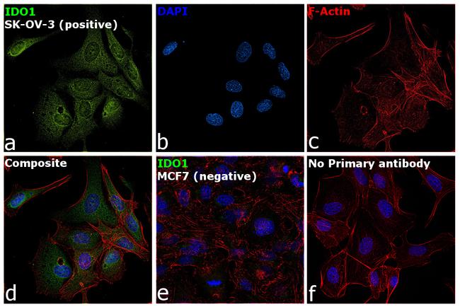 IDO Antibody in Immunocytochemistry (ICC/IF)