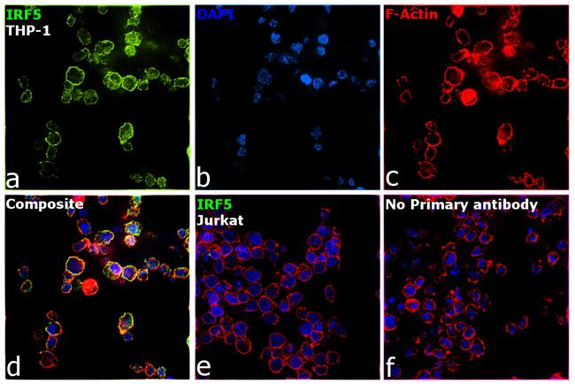 IRF5 Antibody in Immunocytochemistry (ICC/IF)