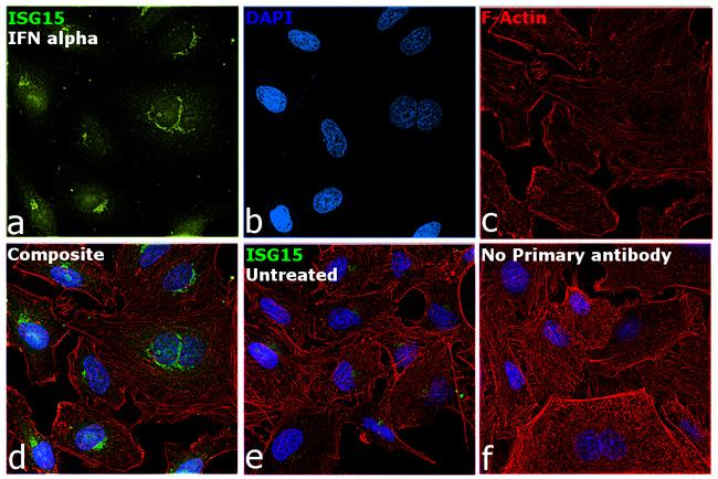 ISG15 Antibody in Immunocytochemistry (ICC/IF)