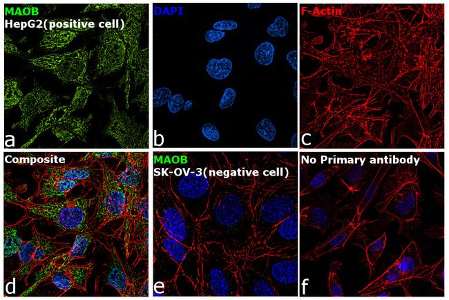 MAOB Antibody in Immunocytochemistry (ICC/IF)