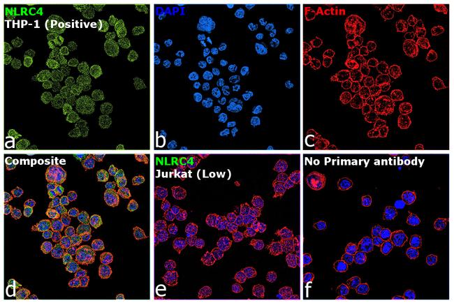 NLRC4 Antibody in Immunocytochemistry (ICC/IF)