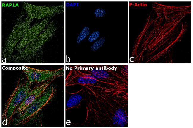 RAP1A Antibody in Immunocytochemistry (ICC/IF)