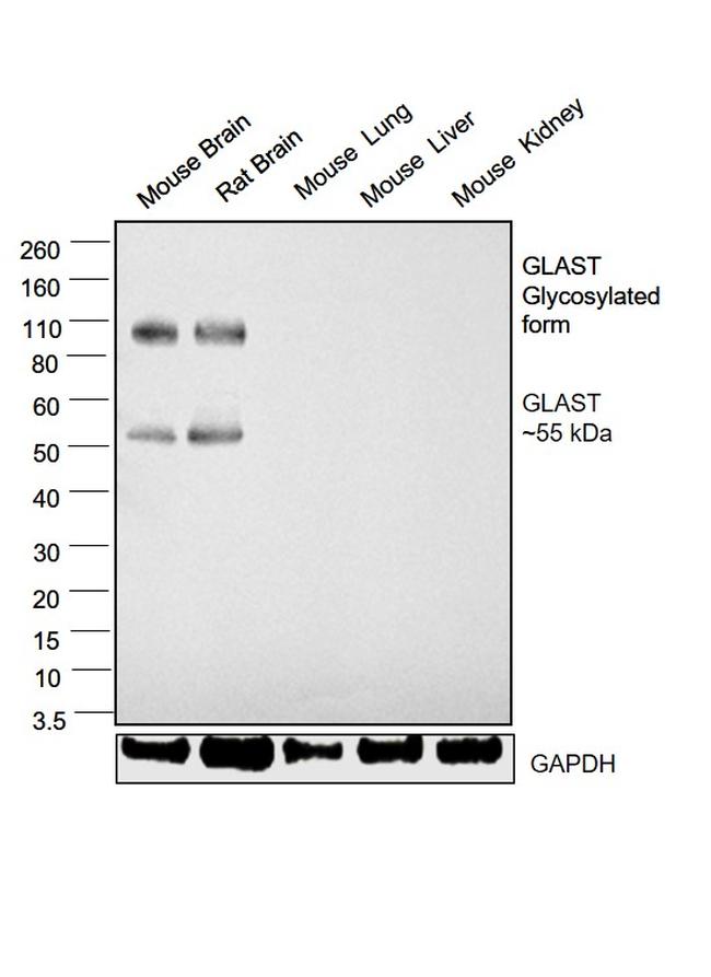 GLAST Antibody in Western Blot (WB)