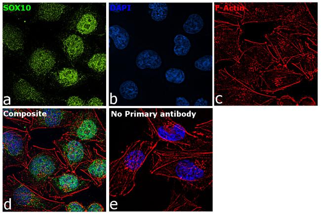 SOX10 Antibody in Immunocytochemistry (ICC/IF)