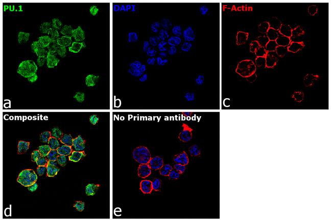 PU.1 Antibody in Immunocytochemistry (ICC/IF)