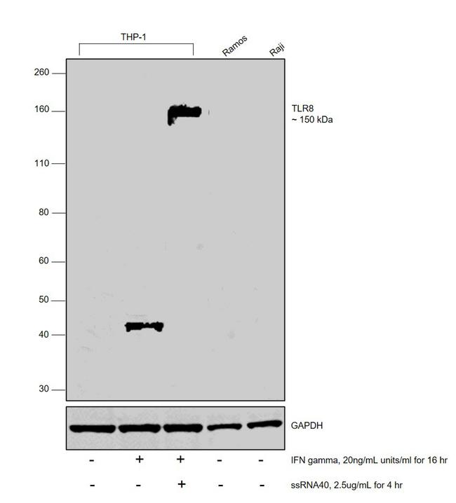 TLR8 Antibody in Western Blot (WB)