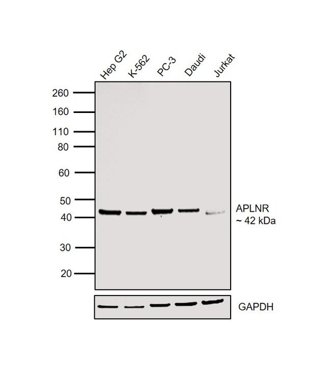 Apelin Receptor Antibody in Western Blot (WB)