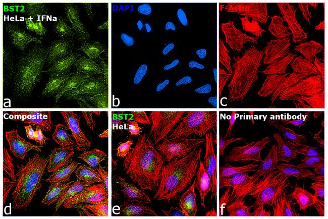 BST-2 Antibody in Immunocytochemistry (ICC/IF)