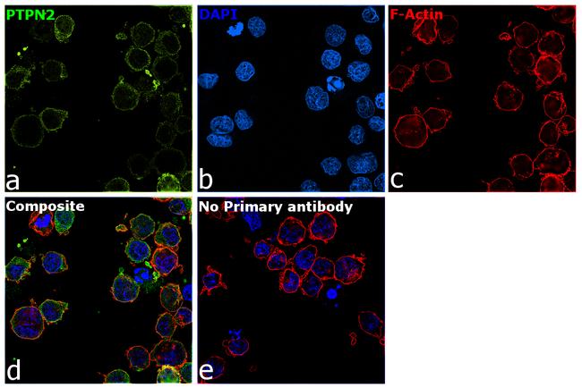 PTPN2 Antibody in Immunocytochemistry (ICC/IF)